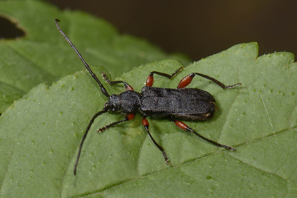 Ropalopus femoratus, Cerambycidae